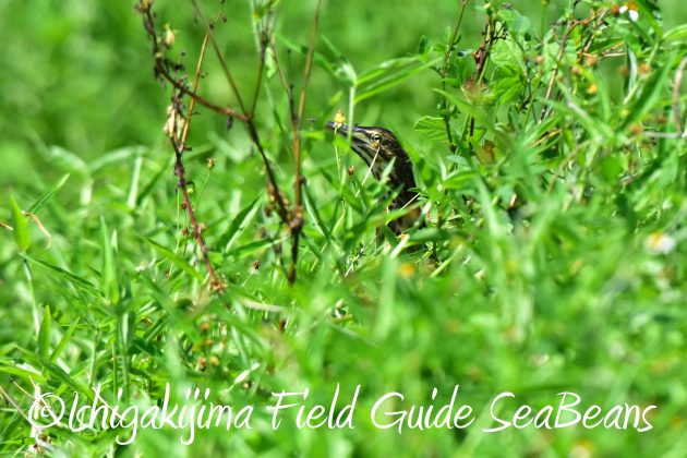 8月30日石垣島バードウオッチング＆野鳥撮影11