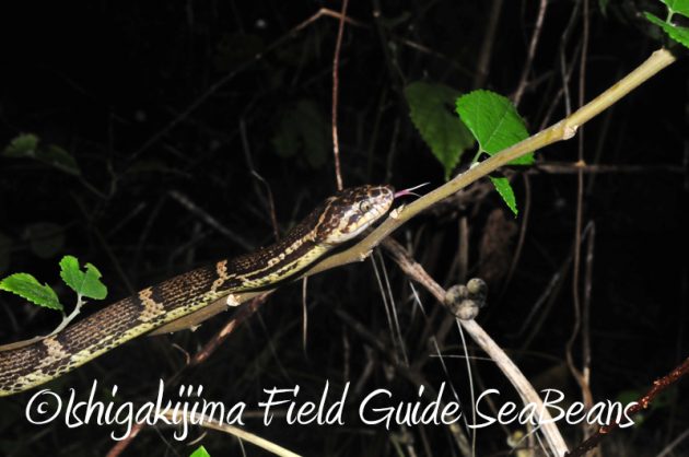 8月11日石垣島ナイトツアー17