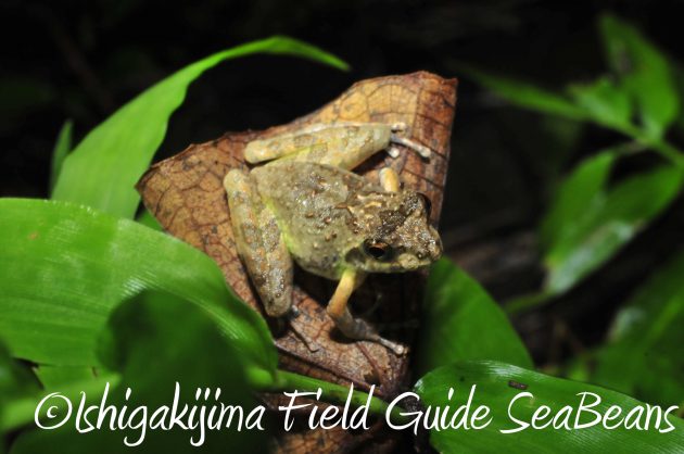 8.16石垣島ナイトツアー11