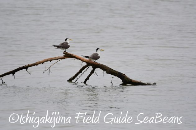 8月6日　石垣島の野鳥　バードウオッチング4
