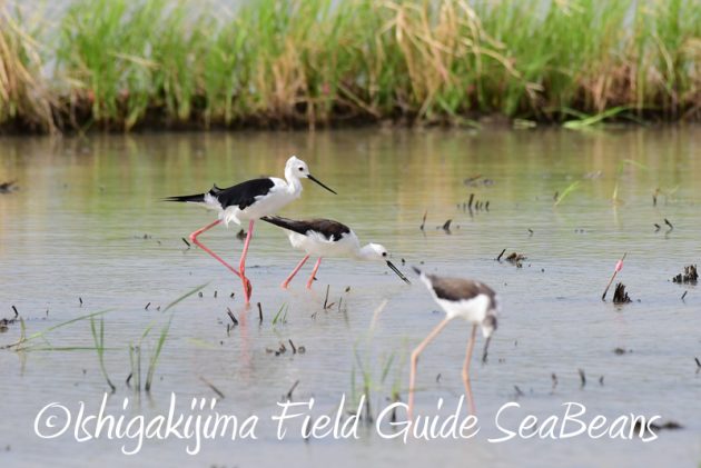 8月1日 石垣島 バードウオッチング 野鳥撮影5