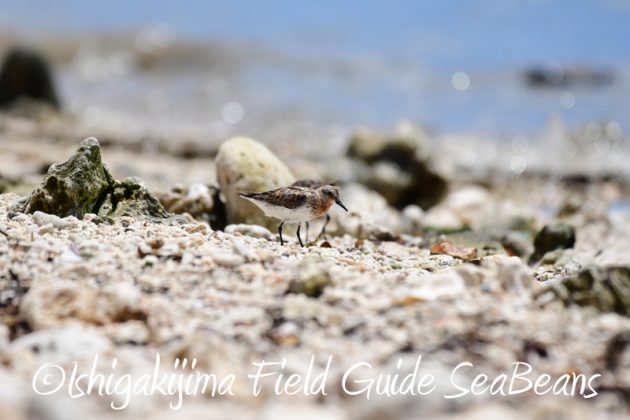 8月9日石垣島の野鳥　バードウオッチング2