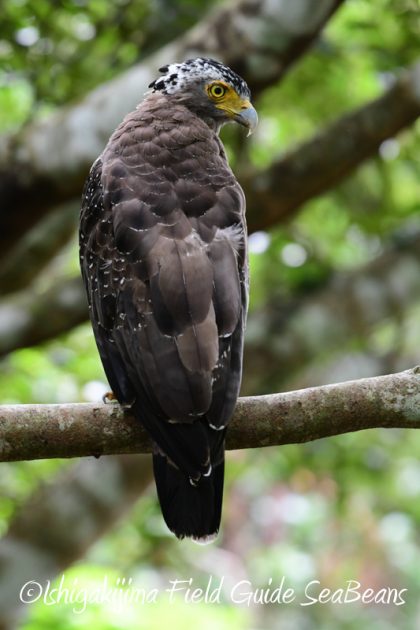 8月2日石垣島　バードウオッチング　野鳥撮影16