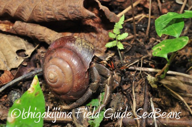 8月1日　石垣島ナイトツアー5