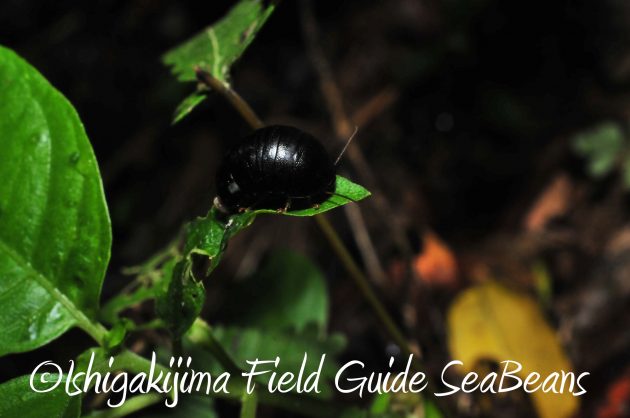 8月17日石垣島ナイトツアー6