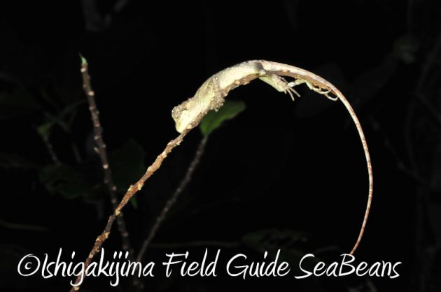 8月1日　石垣島ナイトツアー12