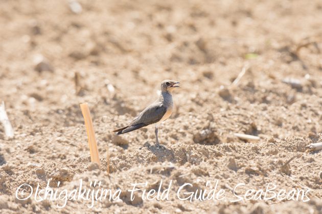 8月30日石垣島バードウオッチング＆野鳥撮影9