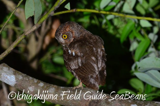 8月2日　石垣島ナイトツアー2