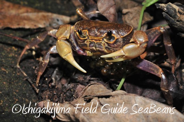 8月1日　石垣島ナイトツアー7