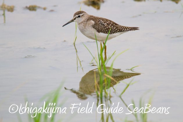 8月31日石垣島バードウオッチング＆野鳥撮影14