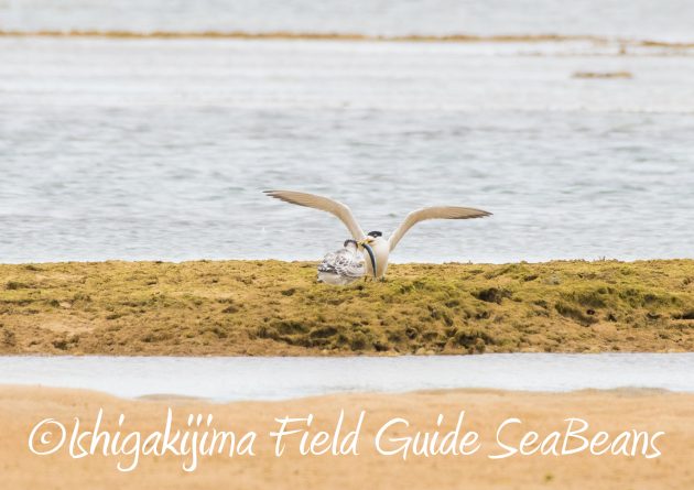 8月17日石垣島バードウオッチング&野鳥撮影17