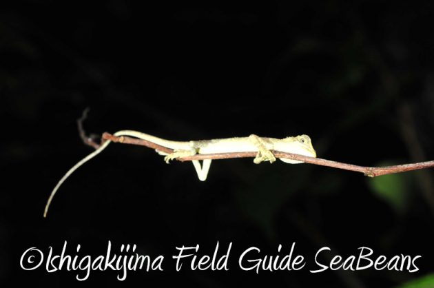 8月7日石垣島 ナイトツアー17