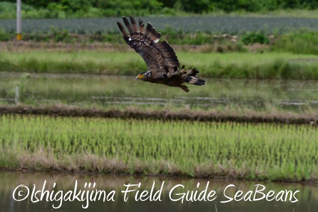 8月12日石垣島バードウオッチング＆野鳥撮影10