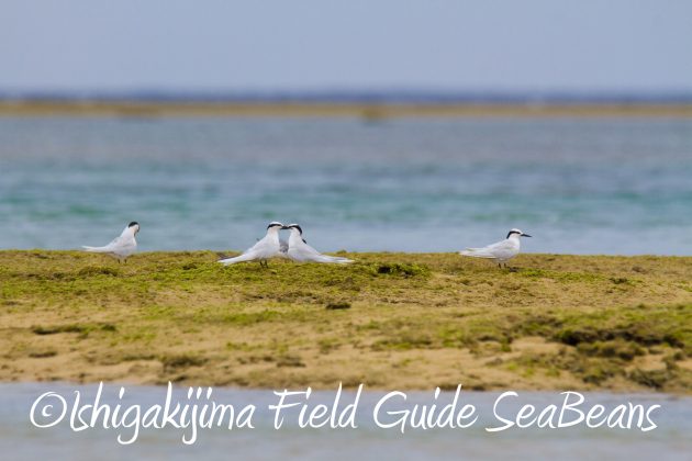 8月31日石垣島バードウオッチング＆野鳥撮影2