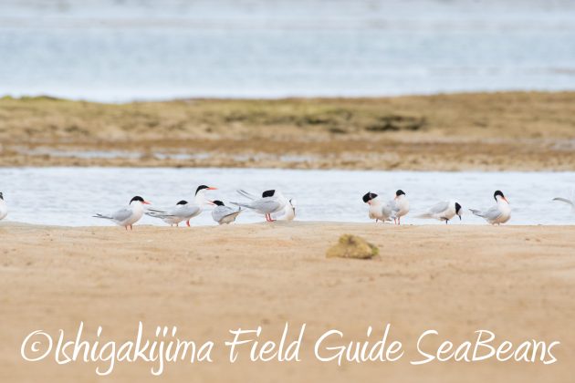 8月17日石垣島バードウオッチング&野鳥撮影18