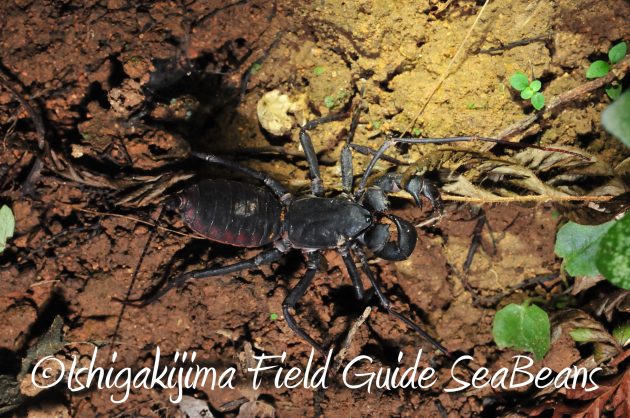 8月24日石垣島ナイトツアー7