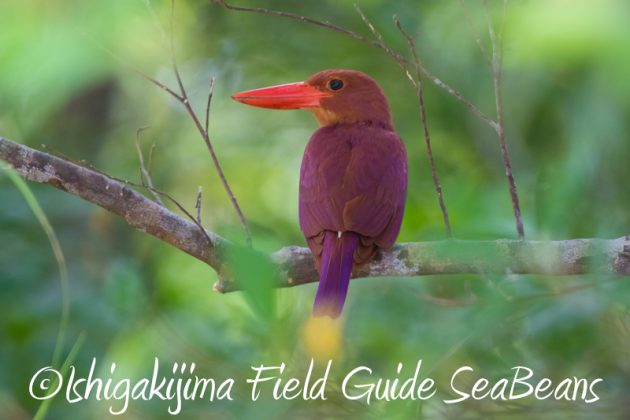 8月2日石垣島　バードウオッチング　野鳥撮影2
