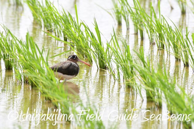 8月26日石垣島バードウオッチング＆野鳥撮影ガイド8