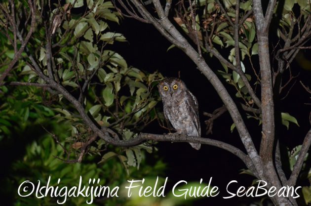 8月8日 石垣島ナイトツアー2