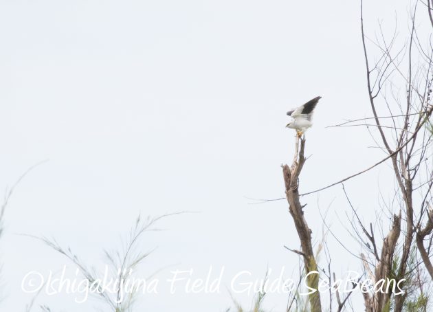 8月13日石垣島バードウオッチング＆野鳥撮影8