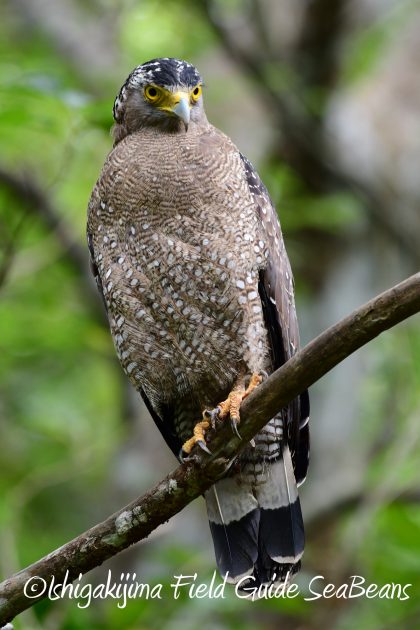 8.15石垣島バードウオッチング&野鳥撮影16