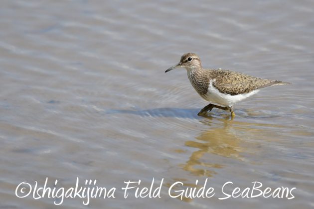 8月4日鳥獣保護区域等巡回調査5