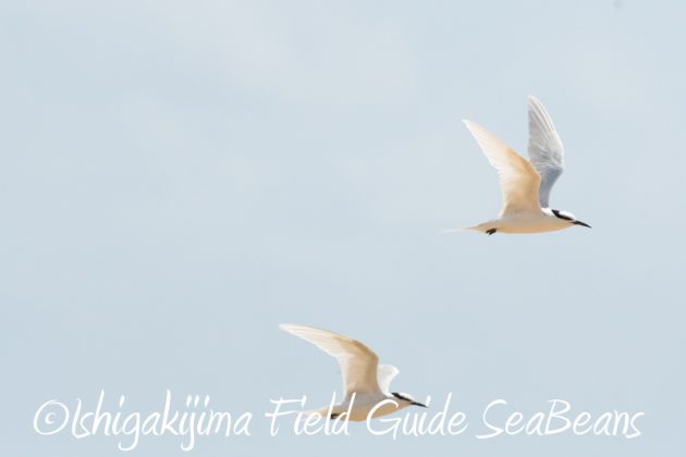 8月2日石垣島　バードウオッチング　野鳥撮影17