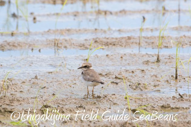 8月27日石垣島バードウオッチング＆野鳥撮影6