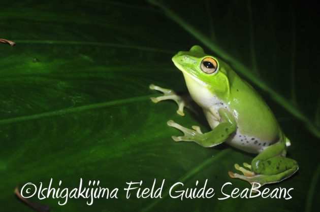 8月10日石垣島ナイトツアー17