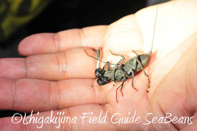 8月8日 石垣島ナイトツアー7