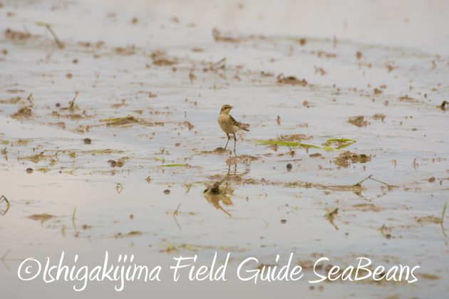 8月25日石垣島バードウオッチング＆野鳥撮影ガイド12