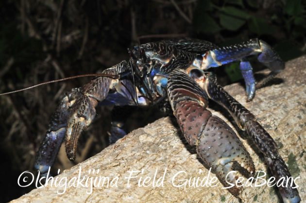 8月7日石垣島 ナイトツアー12