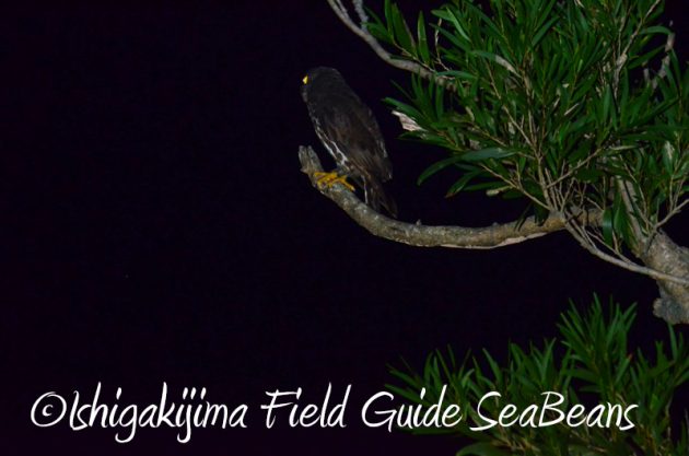 8月11日石垣島ナイトツアー10