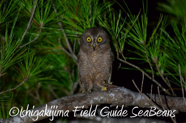 8月13日石垣島ナイトツアー2