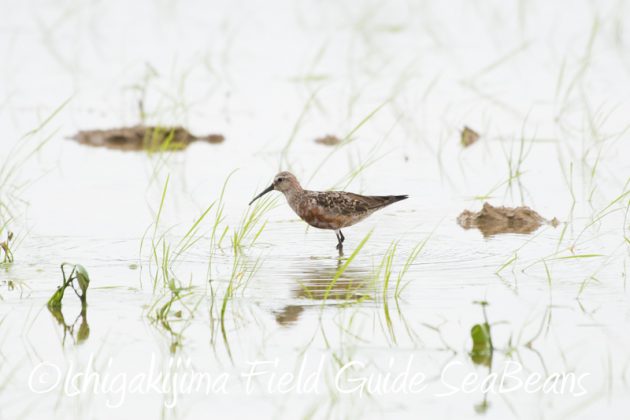 8月10日石垣島 バードウオッチング&野鳥撮影16