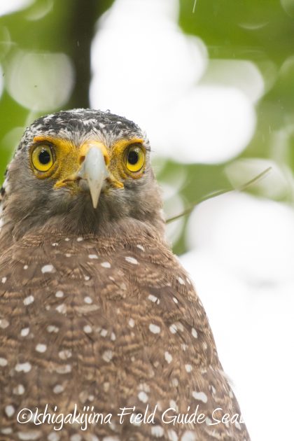 8月12日石垣島バードウオッチング＆野鳥撮影11