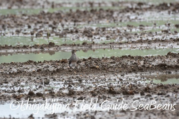 8月27日石垣島バードウオッチング＆野鳥撮影11