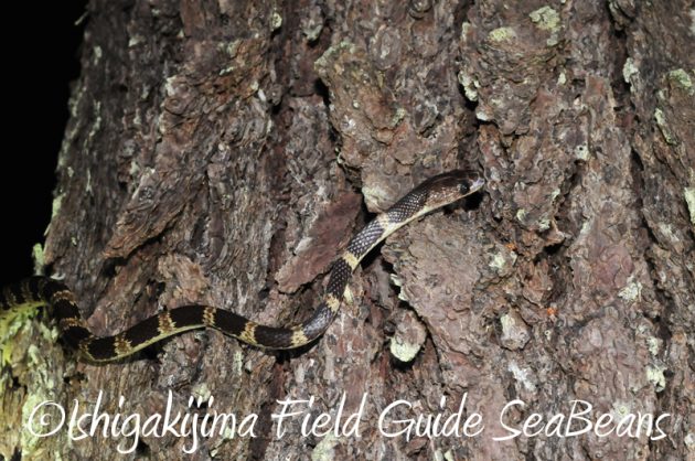 8月8日 石垣島ナイトツアー4