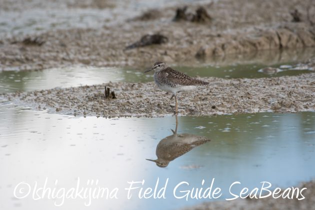 8.15石垣島バードウオッチング&野鳥撮影5