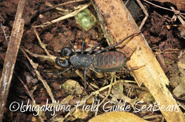 8月2日　石垣島ナイトツアー9