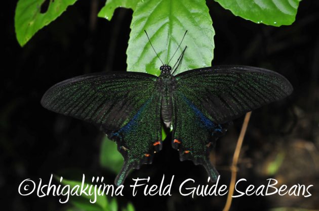 8月7日石垣島 ナイトツアー10