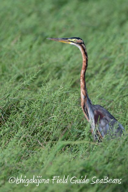 8月26日石垣島バードウオッチング＆野鳥撮影ガイド5