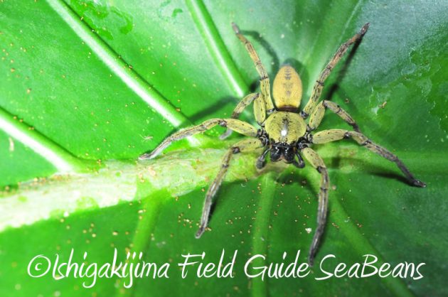 7月31日 石垣島ナイトツアー13