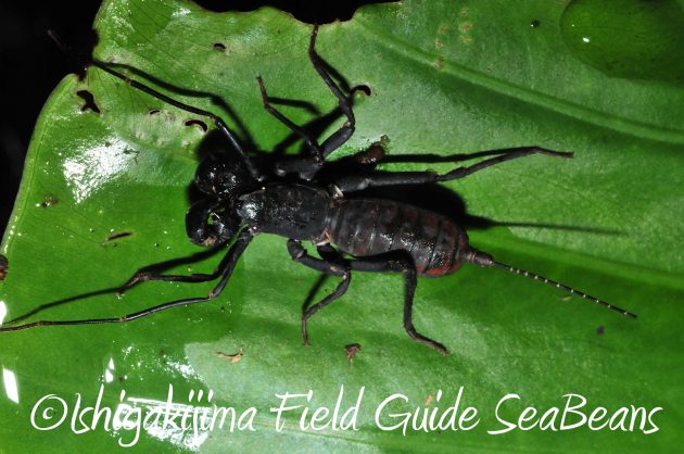 8月12日石垣島ナイトツアー5