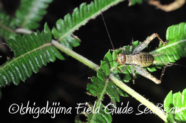 8月1日　石垣島ナイトツアー19