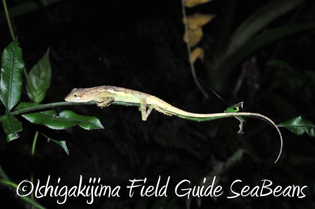 8月8日 石垣島ナイトツアー6