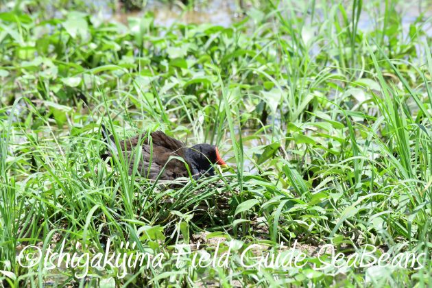 8月16日石垣島　バードウオッチング＆野鳥撮影ガイド12