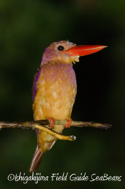 8月5日　石垣島ナイトツアー14