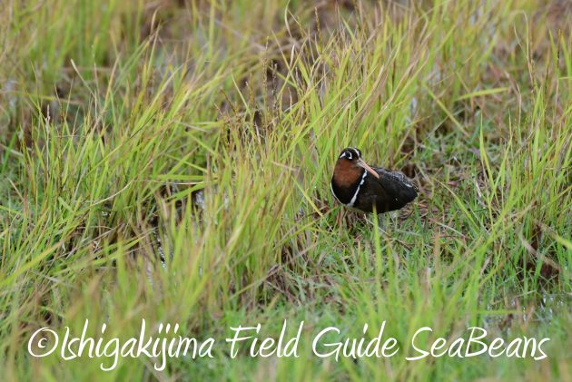 8月12日石垣島バードウオッチング＆野鳥撮影7