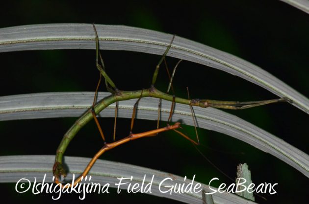8月9日石垣島ナイトツアー8